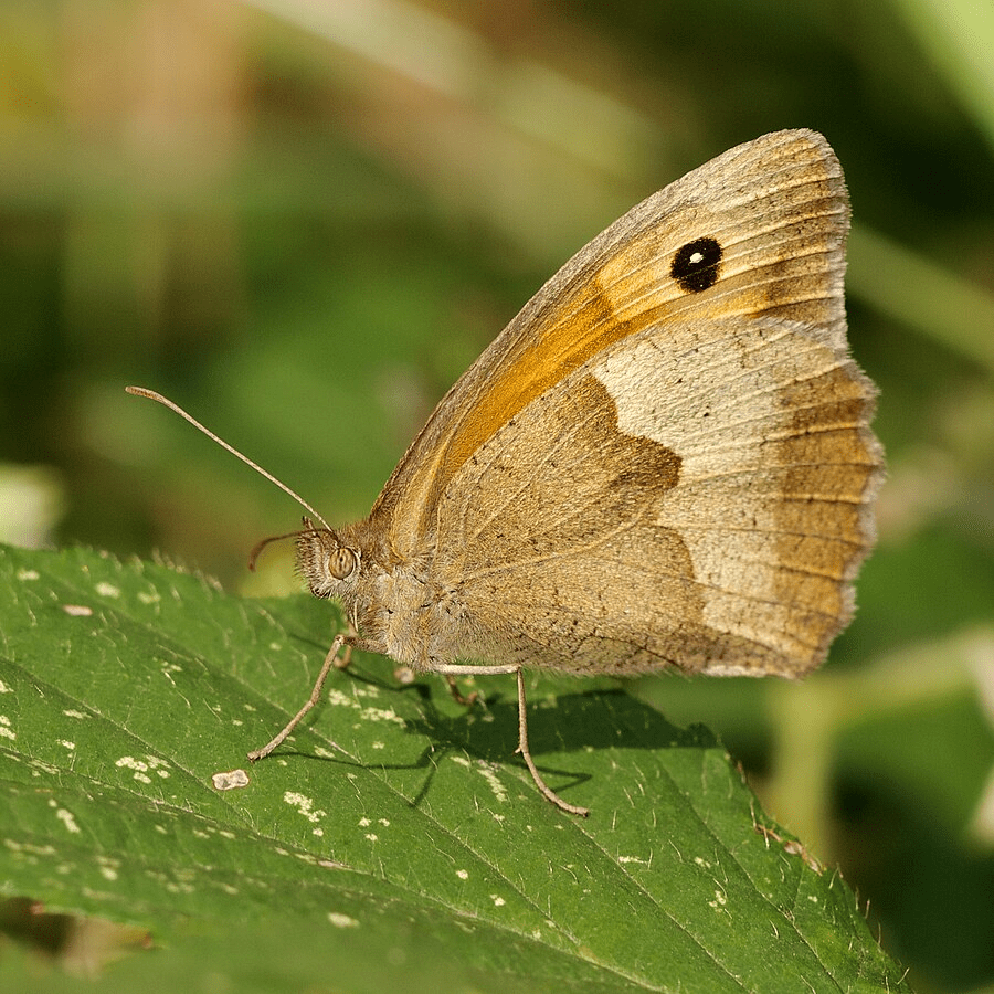 Motyl z gatunku Maniola jurtina
